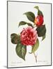 Camellia, 1833-null-Mounted Giclee Print