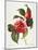 Camellia, 1833-null-Mounted Giclee Print