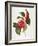 Camellia, 1833-null-Framed Giclee Print