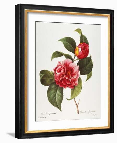 Camellia, 1833-null-Framed Giclee Print