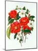 Camellia Adolf Audusson-Ursula Hodgson-Mounted Giclee Print
