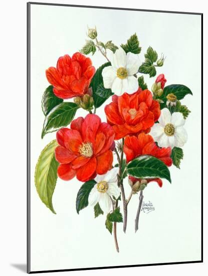 Camellia Adolf Audusson-Ursula Hodgson-Mounted Giclee Print