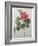 Camellia Amenonefolia-Pierre-Joseph Redoute-Framed Art Print