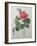 Camellia Amenonefolia-Pierre-Joseph Redoute-Framed Art Print