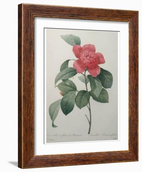 Camellia Amenonefolia-Pierre-Joseph Redoute-Framed Art Print