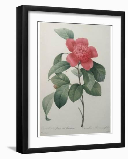 Camellia Amenonefolia-Pierre-Joseph Redoute-Framed Art Print