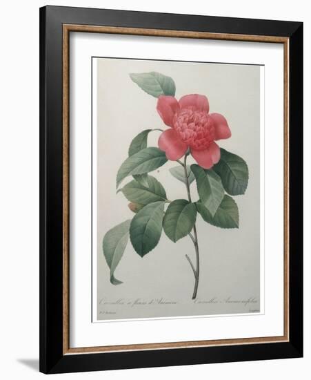 Camellia Amenonefolia-Pierre-Joseph Redoute-Framed Art Print