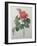 Camellia Amenonefolia-Pierre-Joseph Redoute-Framed Art Print