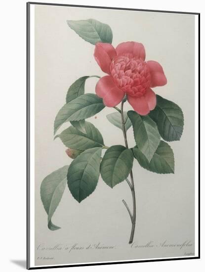 Camellia Amenonefolia-Pierre-Joseph Redoute-Mounted Art Print