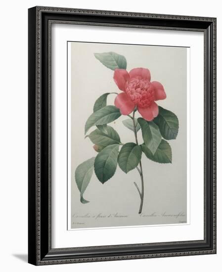 Camellia Amenonefolia-Pierre-Joseph Redoute-Framed Art Print