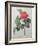 Camellia Amenonefolia-Pierre-Joseph Redoute-Framed Art Print