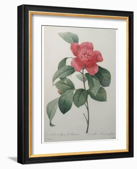 Camellia Amenonefolia-Pierre-Joseph Redoute-Framed Art Print