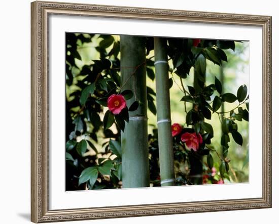 Camellia and Bamboo-null-Framed Photographic Print