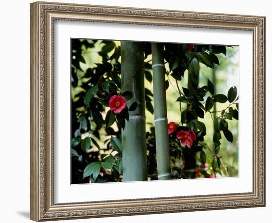 Camellia and Bamboo-null-Framed Photographic Print