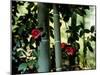 Camellia and Bamboo-null-Mounted Photographic Print