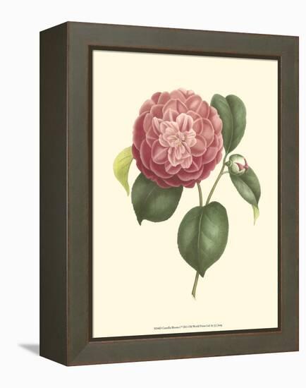 Camellia Blooms I-J^ J^ Jung-Framed Stretched Canvas