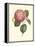 Camellia Blooms I-J^ J^ Jung-Framed Stretched Canvas