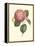 Camellia Blooms I-J^ J^ Jung-Framed Stretched Canvas