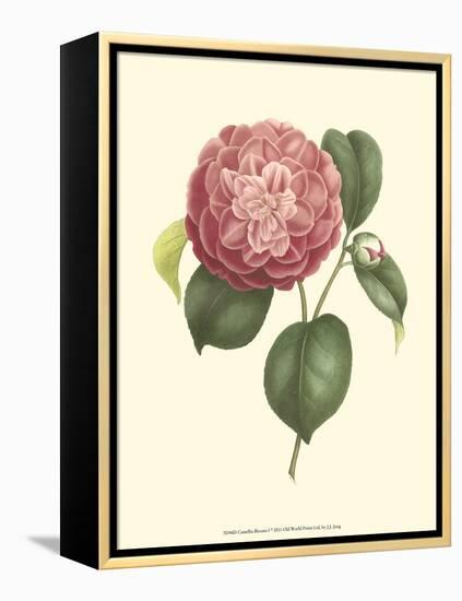 Camellia Blooms I-J^ J^ Jung-Framed Stretched Canvas