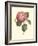 Camellia Blooms I-J^ J^ Jung-Framed Premium Giclee Print