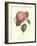 Camellia Blooms I-J^ J^ Jung-Framed Art Print