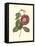 Camellia Blooms II-J^ J^ Jung-Framed Stretched Canvas