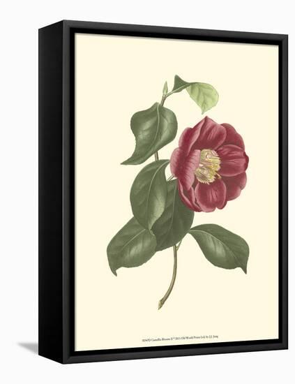 Camellia Blooms II-J^ J^ Jung-Framed Stretched Canvas