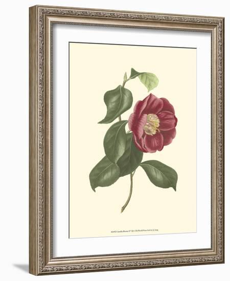 Camellia Blooms II-J^ J^ Jung-Framed Premium Giclee Print