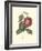 Camellia Blooms II-J^ J^ Jung-Framed Premium Giclee Print