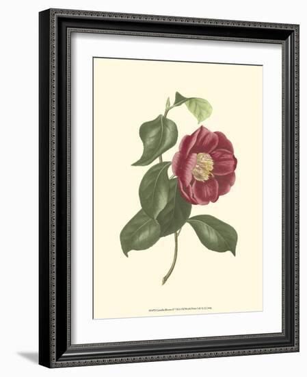 Camellia Blooms II-J^ J^ Jung-Framed Premium Giclee Print