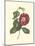 Camellia Blooms II-J^ J^ Jung-Mounted Art Print