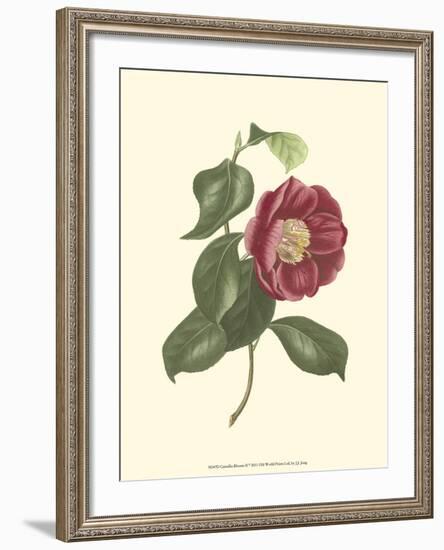 Camellia Blooms II-J^ J^ Jung-Framed Art Print