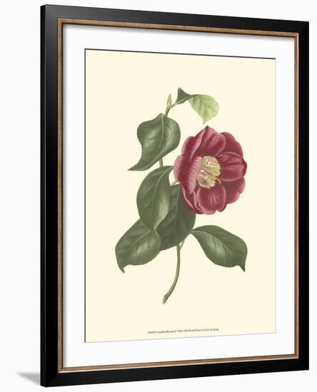 Camellia Blooms II-J^ J^ Jung-Framed Art Print