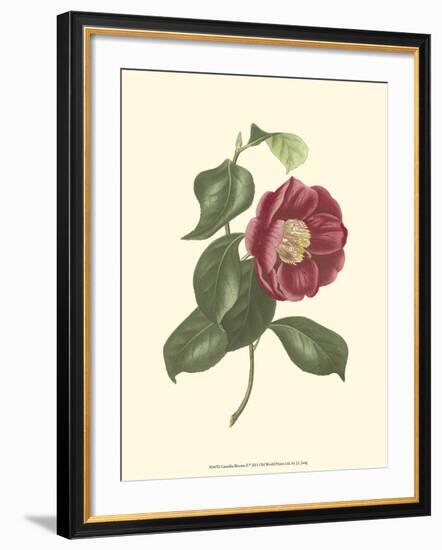 Camellia Blooms II-J^ J^ Jung-Framed Art Print