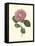Camellia Blooms III-J^ J^ Jung-Framed Stretched Canvas