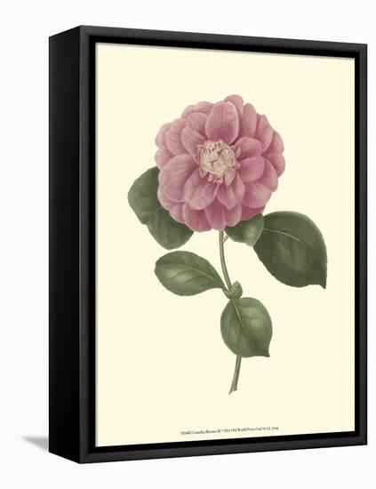 Camellia Blooms III-J^ J^ Jung-Framed Stretched Canvas