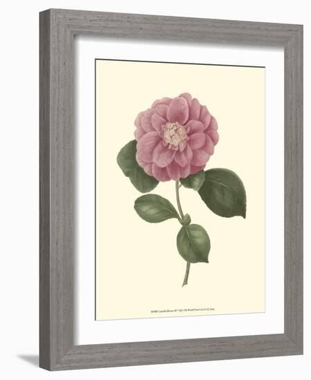 Camellia Blooms III-J^ J^ Jung-Framed Premium Giclee Print