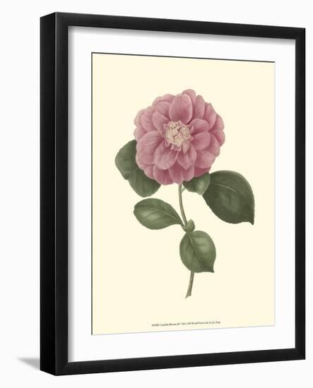 Camellia Blooms III-J^ J^ Jung-Framed Art Print