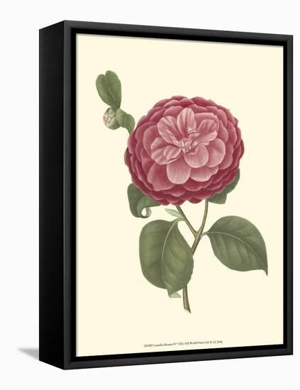 Camellia Blooms IV-J^ J^ Jung-Framed Stretched Canvas