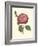 Camellia Blooms IV-J^ J^ Jung-Framed Premium Giclee Print