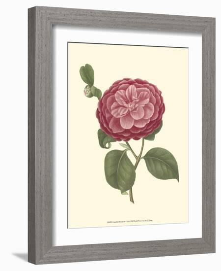 Camellia Blooms IV-J^ J^ Jung-Framed Premium Giclee Print