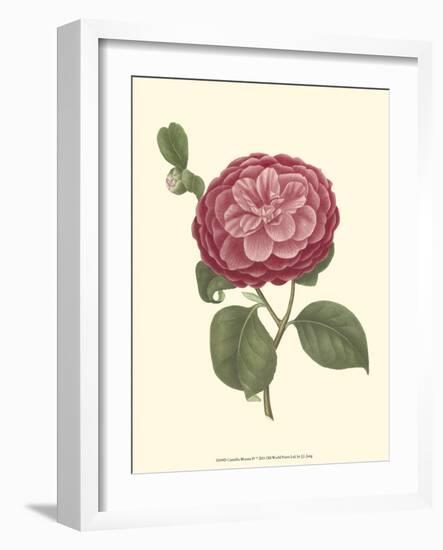 Camellia Blooms IV-J^ J^ Jung-Framed Premium Giclee Print