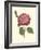 Camellia Blooms IV-J^ J^ Jung-Framed Premium Giclee Print