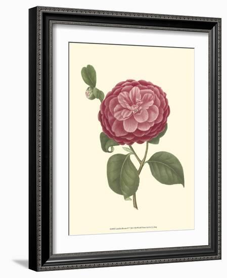 Camellia Blooms IV-J^ J^ Jung-Framed Premium Giclee Print