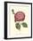 Camellia Blooms IV-J^ J^ Jung-Framed Art Print