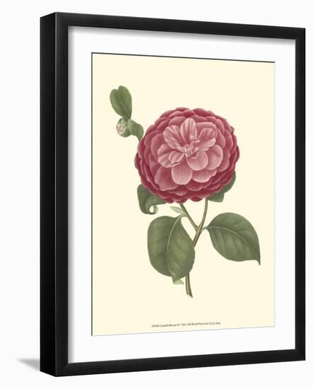 Camellia Blooms IV-J^ J^ Jung-Framed Art Print