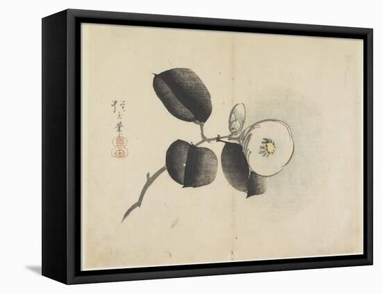 Camellia Flower and Bud, C. 1830-Hogyoku-Framed Premier Image Canvas