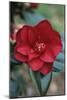 Camellia Flower-Adrian Thomas-Mounted Photographic Print