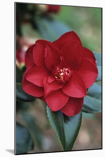 Camellia Flower-Adrian Thomas-Mounted Photographic Print