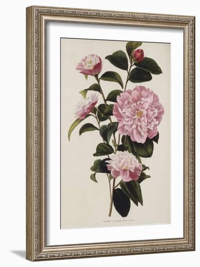 Camellia.  from 'The Botanical Cabinet, Consisting of Coloured Delineations of Plants from All…-Conrad Loddiges-Framed Giclee Print